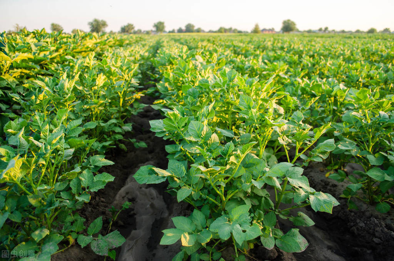 Potato farming techniques