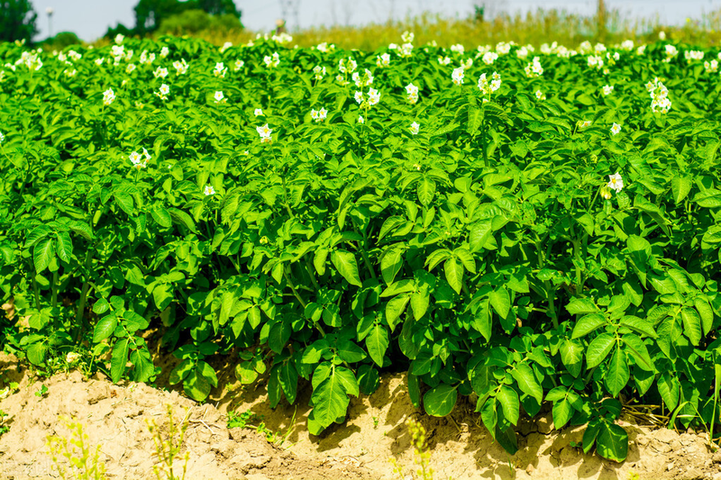 Potato farming techniques