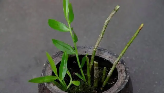 30家庭种植铁皮石斛方法