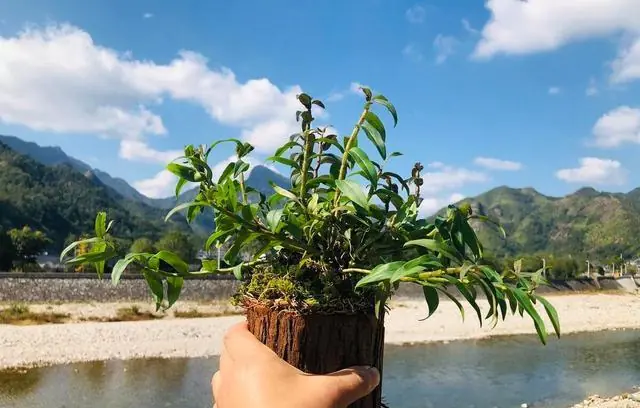 30家庭种植铁皮石斛方法
