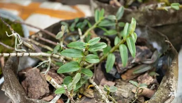 30家庭种植铁皮石斛方法