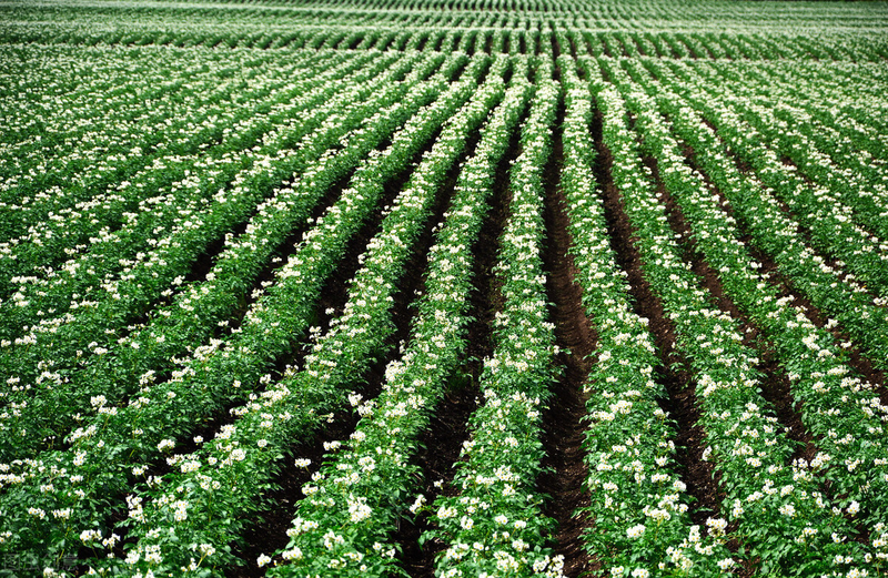 土豆种植技术