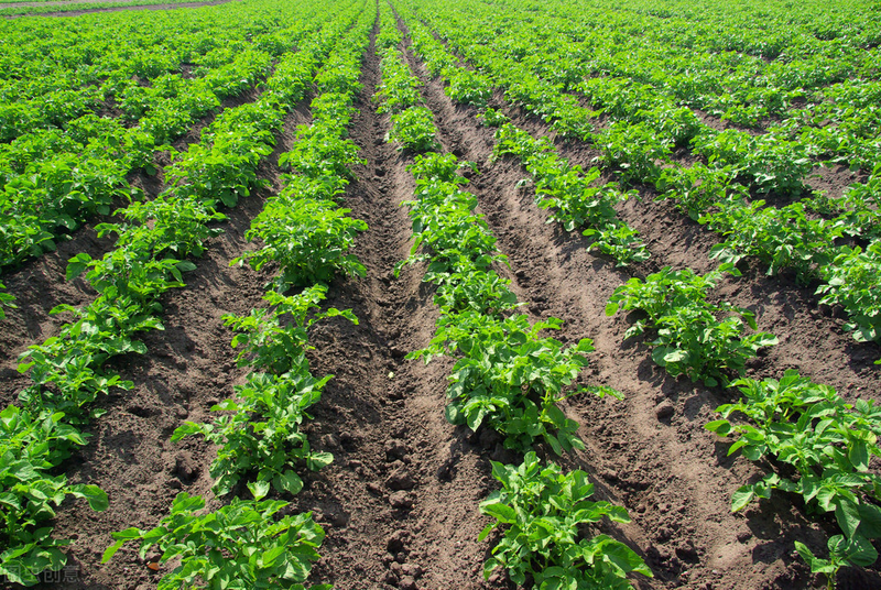 土豆种植技术