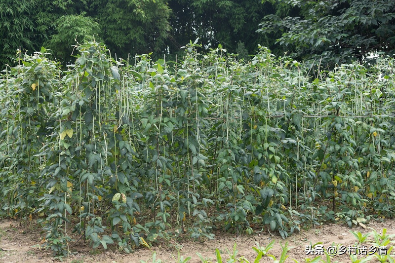 扁豆种植技术视频