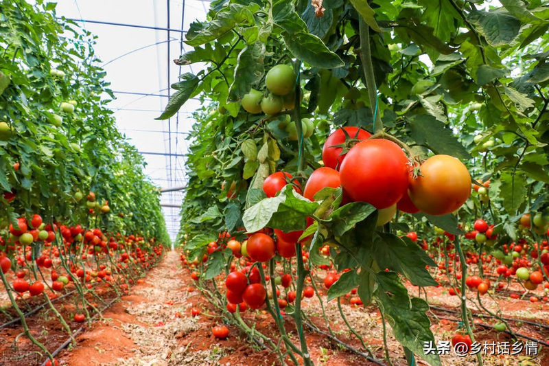 扁豆种植技术视频