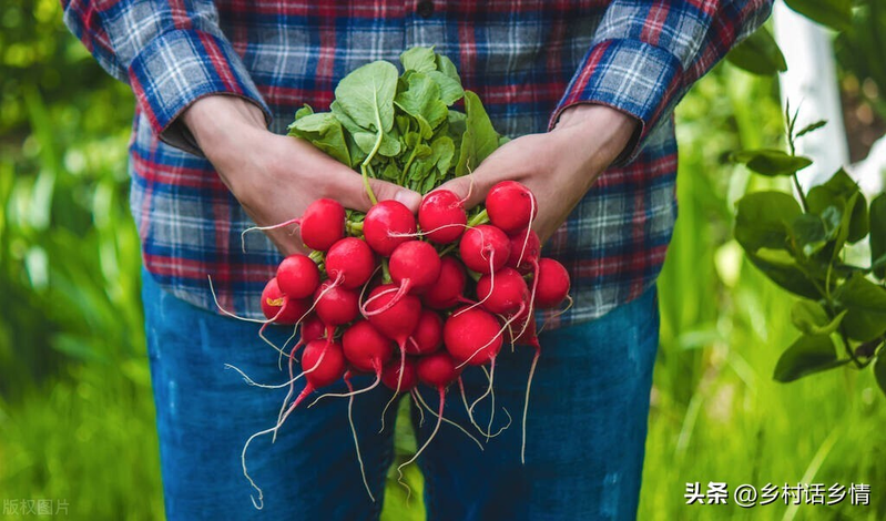 扁豆种植技术视频