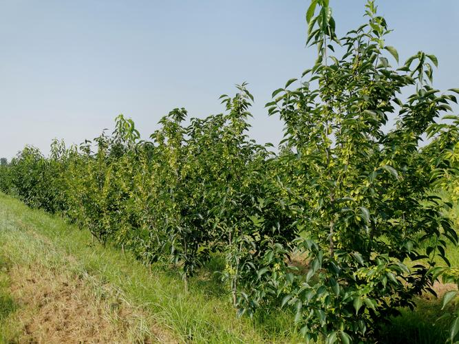 杜仲种子怎么种植技术