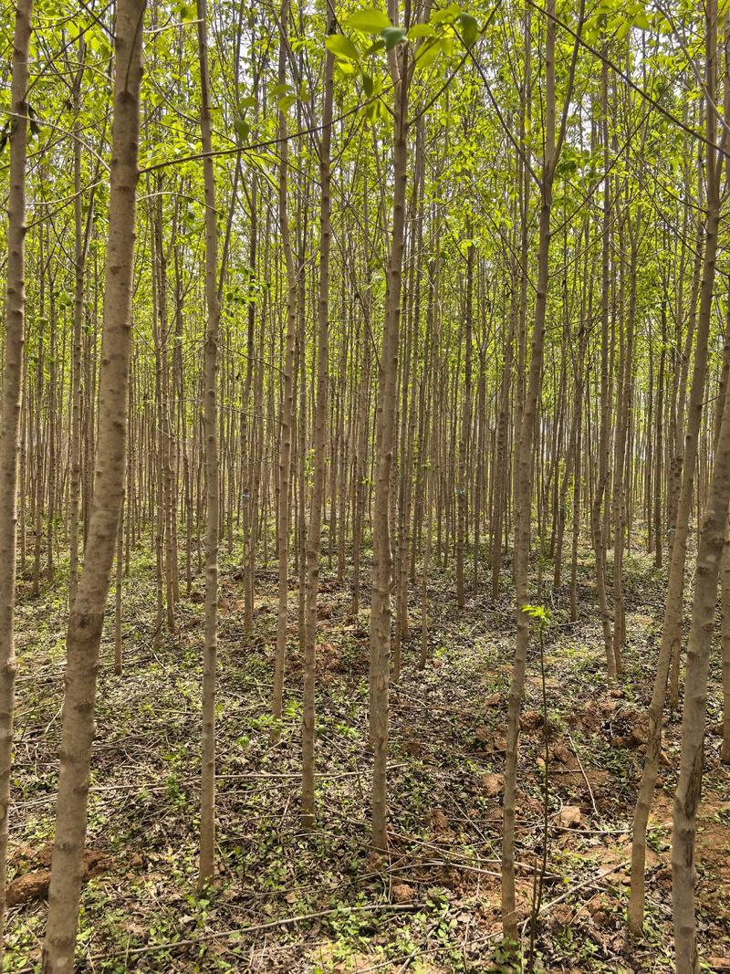 杜仲种子怎么种植技术