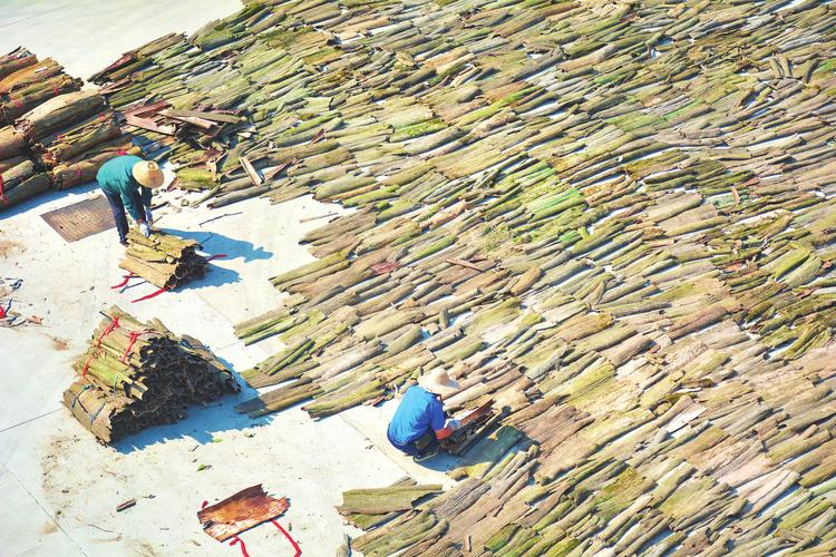 杜仲种子怎么种植技术