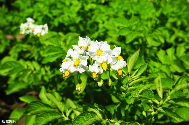 Potato farming techniques