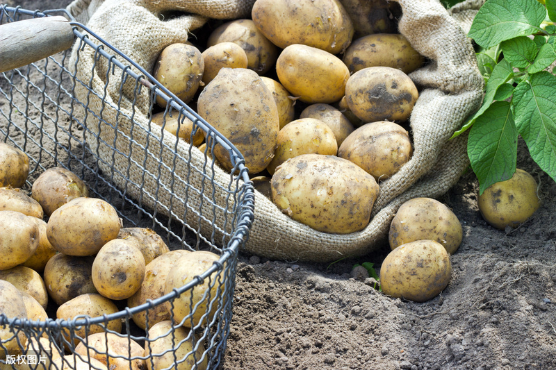 Potato farming techniques