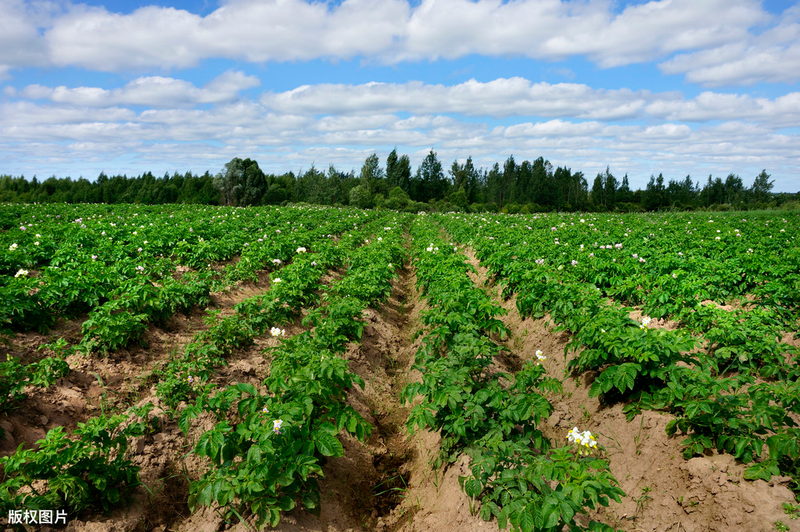 Potato farming techniques