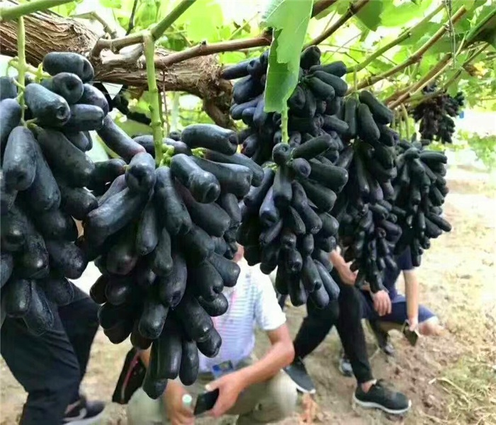 夏黑葡萄苗种植方法