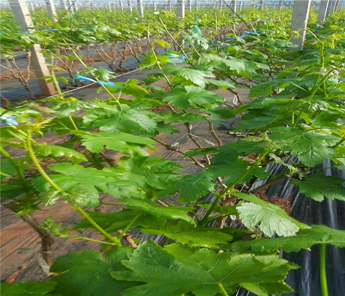 夏黑葡萄苗种植方法