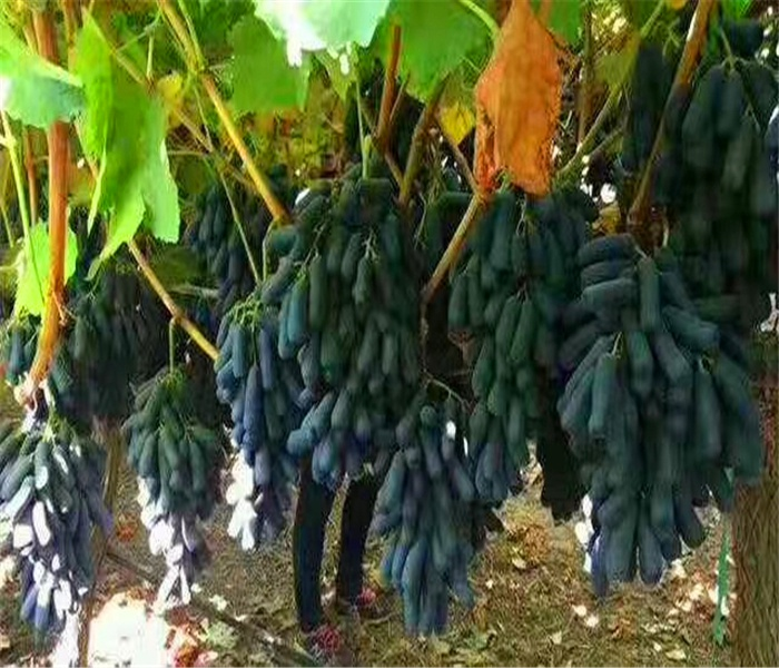 夏黑葡萄苗种植方法