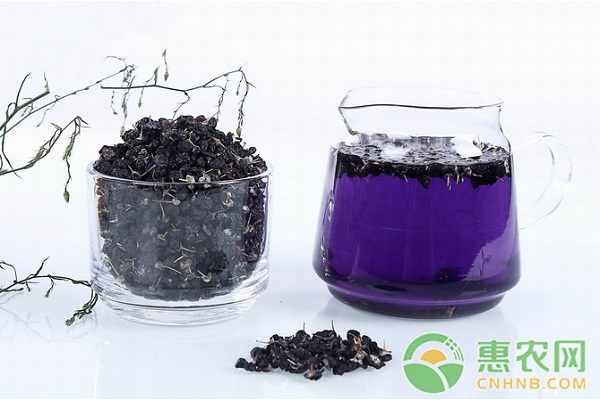 黑枸杞种植技术