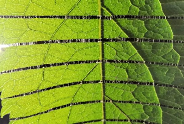杜仲种子怎么种植技术