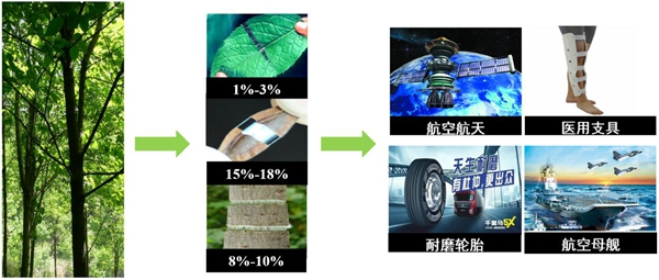 杜仲种子怎么种植技术