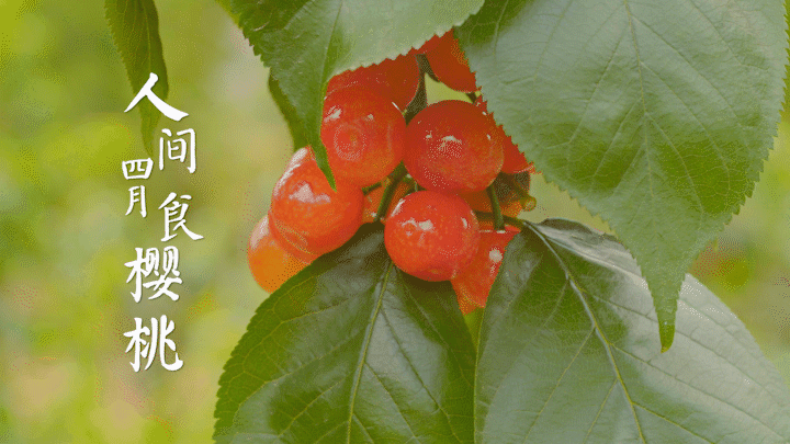 Technology for fruit growing in large sheds