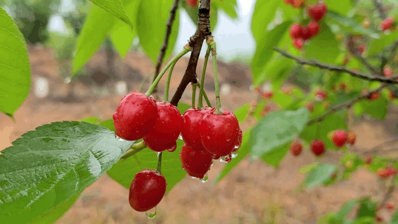 Technology for fruit growing in large sheds