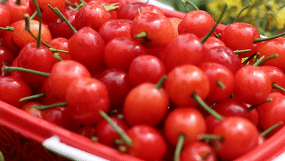 Technology for fruit growing in large sheds