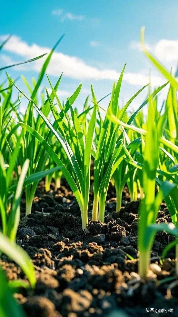 韭菜种植最简单方法