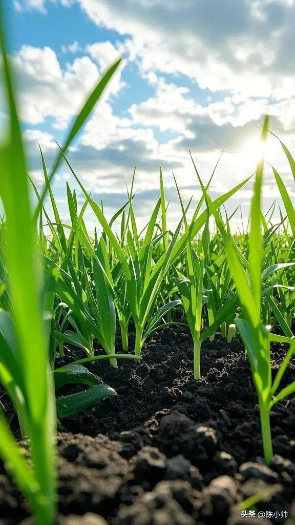 韭菜种植最简单方法