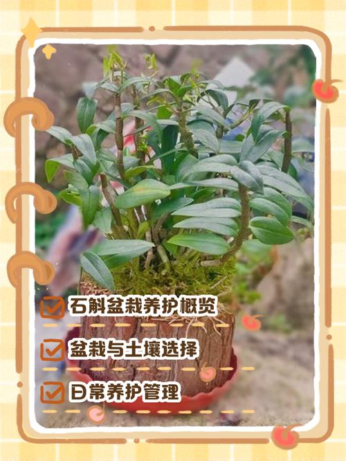 30家庭种植铁皮石斛方法