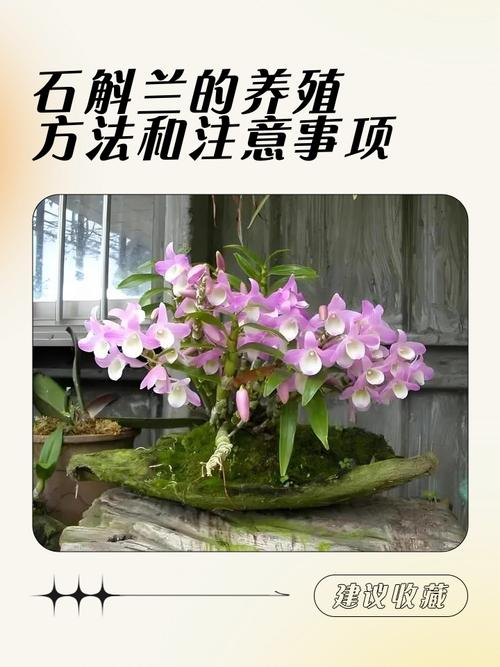 30家庭种植铁皮石斛方法