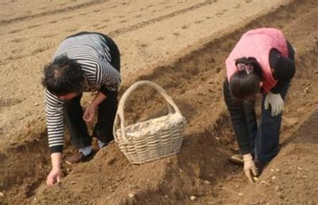 Potato farming techniques