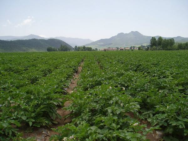 Potato farming techniques