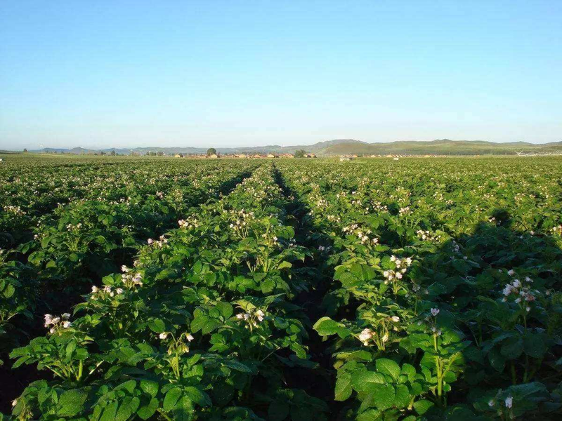 Potato farming techniques