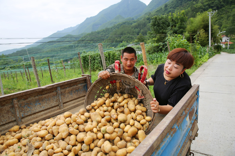 Potato farming techniques