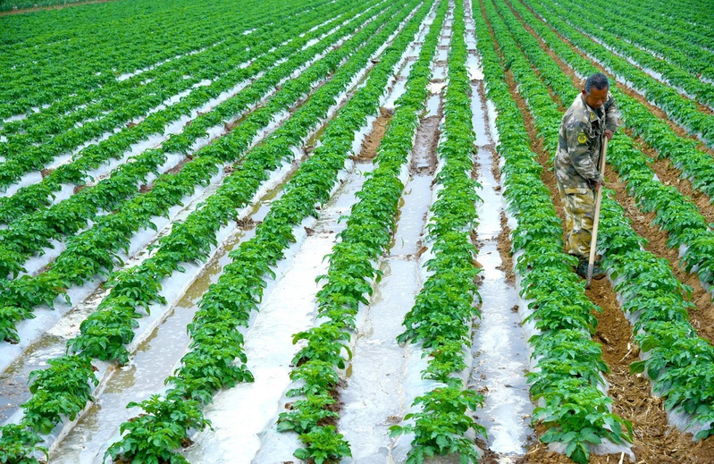 Potato farming techniques