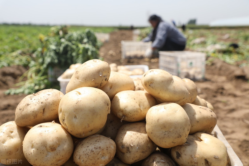 Potato farming techniques