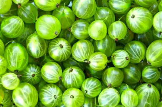 南方适合种植什么水果