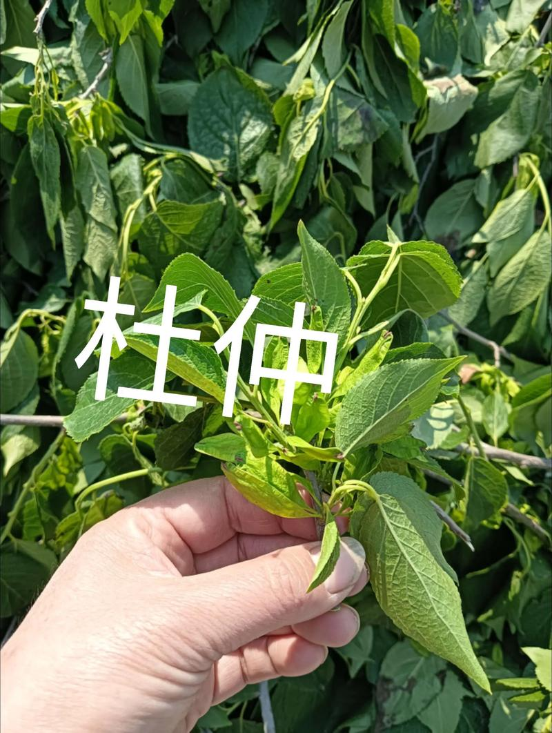 杜仲种子怎么种植技术