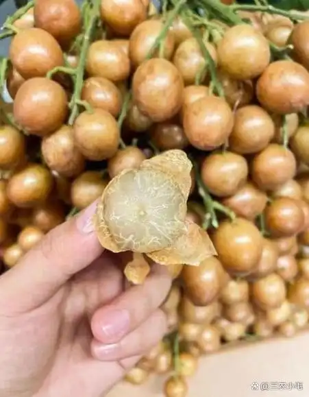 南方适合种植什么水果