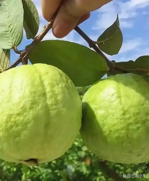 南方适合种植什么水果