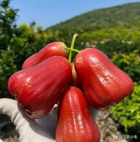 南方适合种植什么水果