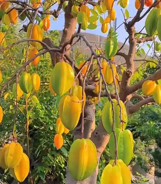 南方适合种植什么水果