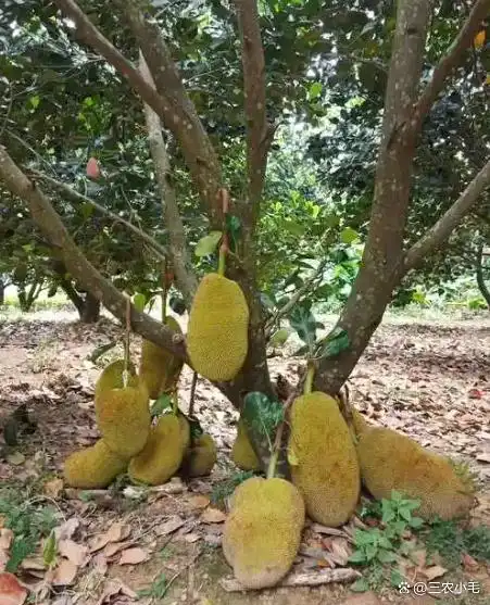 南方适合种植什么水果