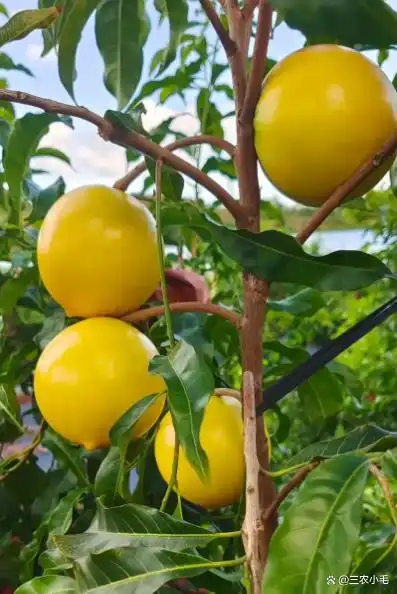 南方适合种植什么水果