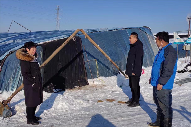 西红柿怎么种植技术