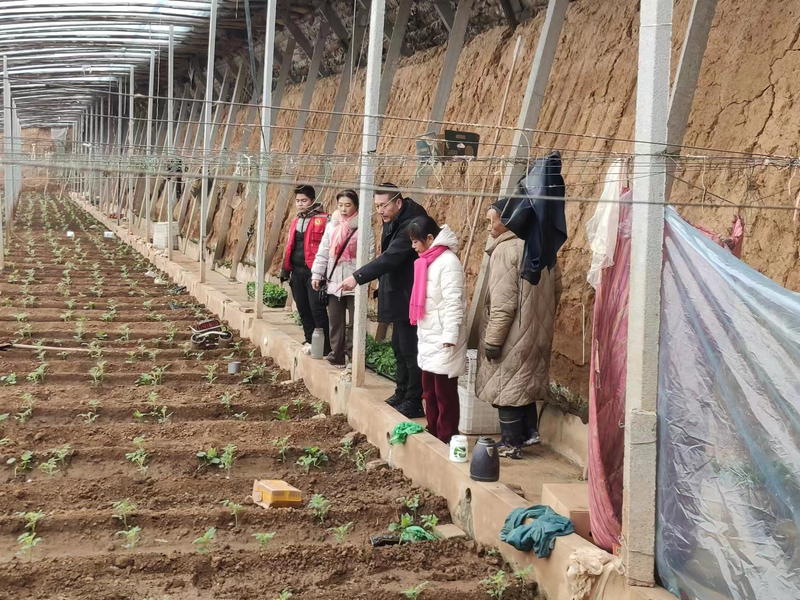 西红柿怎么种植技术