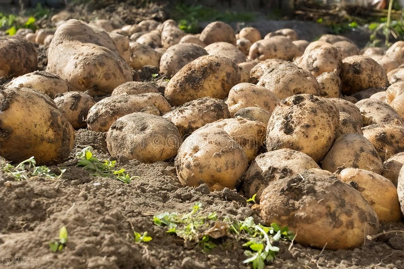 土豆种植技术