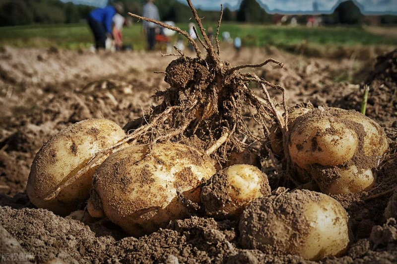 土豆种植技术