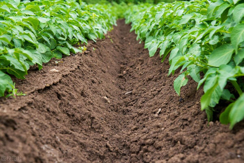 土豆种植技术