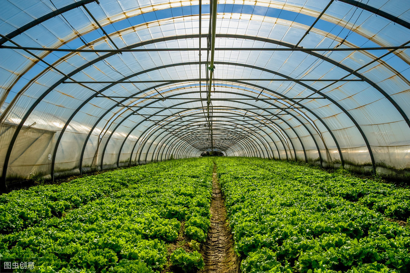 温室种植蔬菜