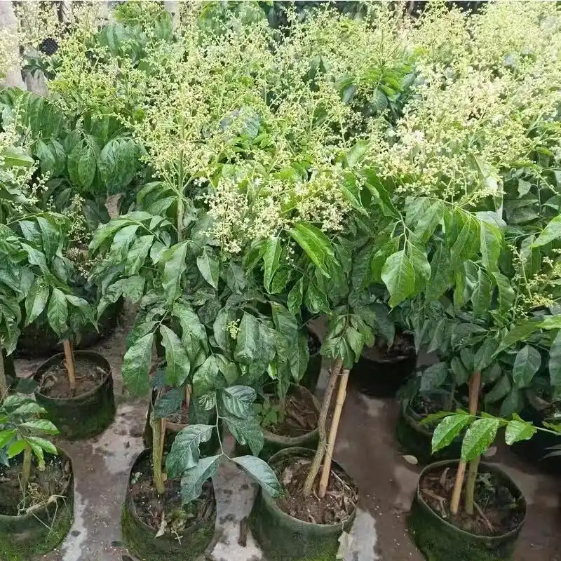南方适合种植什么水果